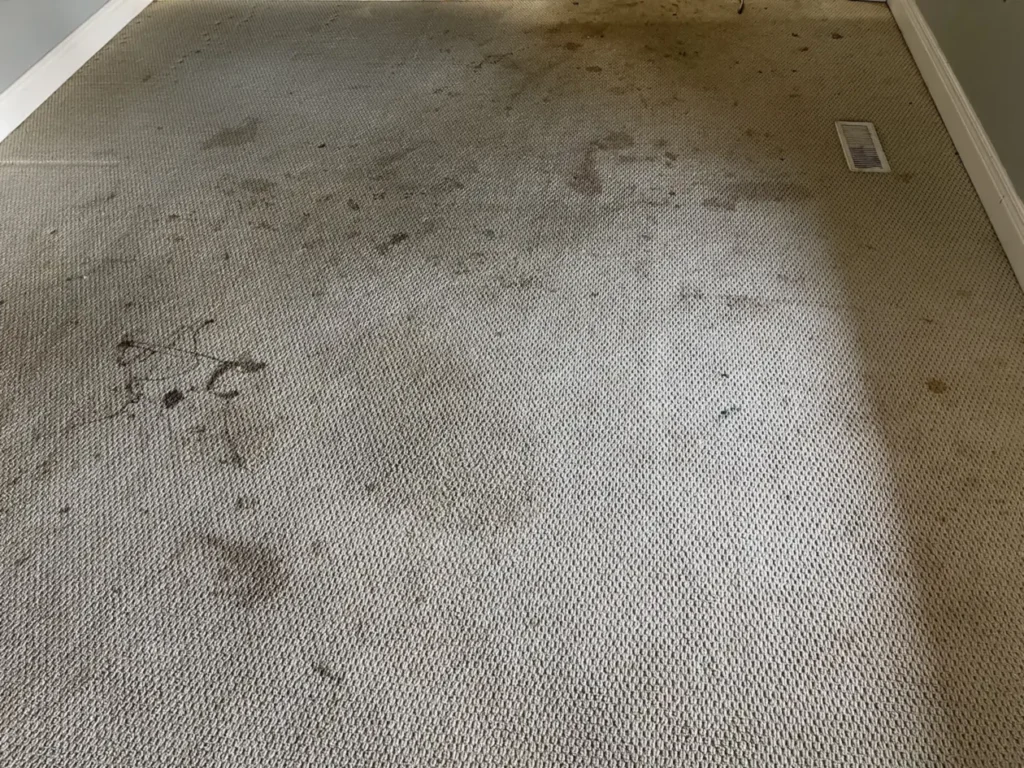 Carpet with dark pet urine spots before treatment